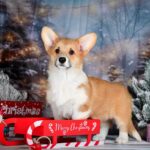 Dolce-female-Corgi-puppy-for-sale-3