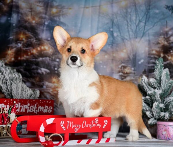 Dolce Welsh Corgi Dolce Welsh Corgi