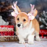 Dolce-female-Corgi-puppy-for-sale-4