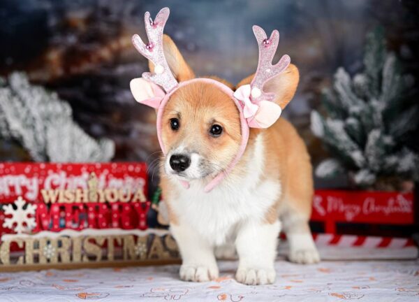 Dolce Welsh Corgi Dolce Welsh Corgi