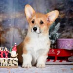 Dolce-female-Corgi-puppy-for-sale-5