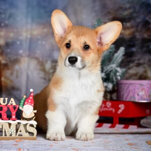Dolce Welsh Corgi Dolce Welsh Corgi