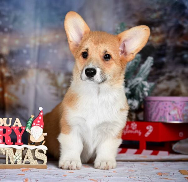 Dolce Welsh Corgi Dolce Welsh Corgi
