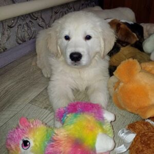 Donni Golden Retriever Donni Golden Retriever