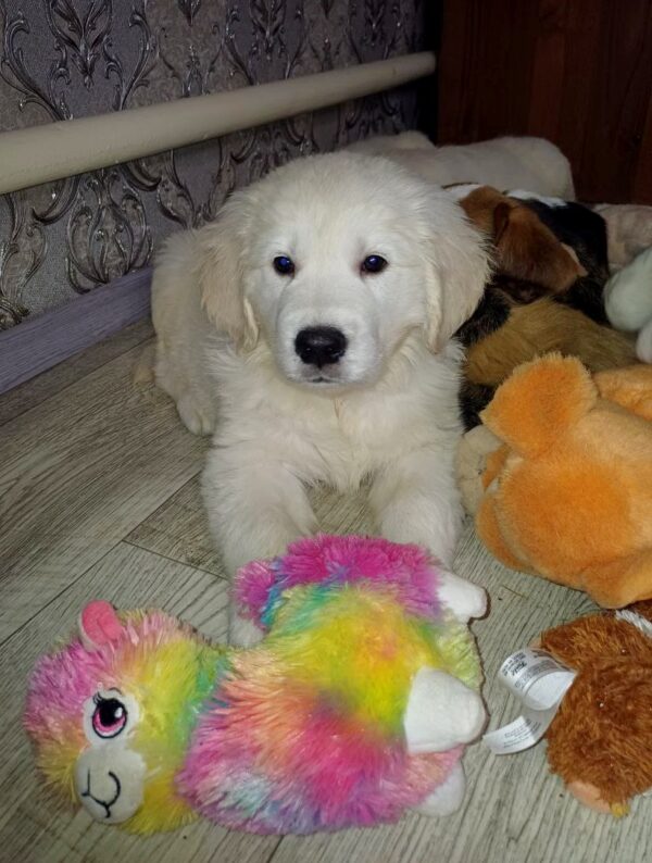 Donni Golden Retriever Donni Golden Retriever