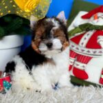Donny-male-Biewer-puppy-for-sale-1