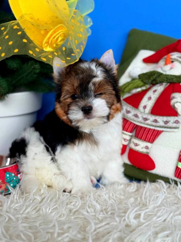 Donny Biewer Yorkshire Terrier Donny Biewer Yorkshire Terrier