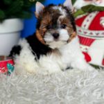 Donny-male-Biewer-puppy-for-sale-3