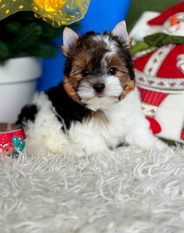 Donny Biewer Yorkshire Terrier Donny Biewer Yorkshire Terrier