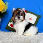 Donny-male-Biewer-puppy-for-sale-4