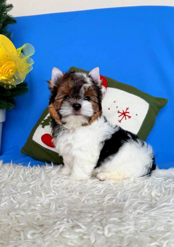 Donny Biewer Yorkshire Terrier Donny Biewer Yorkshire Terrier