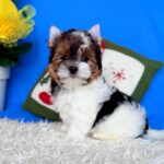 Donny-male-Biewer-puppy-for-sale-5