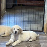 Doris-female-golden-retriver-puppy-for-sale-1 (1)