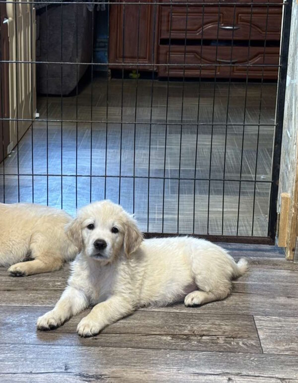 Doris Golden Retriever Doris Golden Retriever