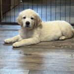 Doris-female-golden-retriver-puppy-for-sale-1 (2)
