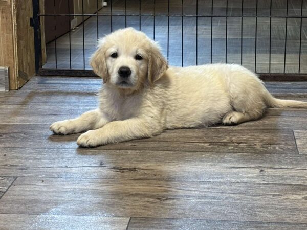 Doris Golden Retriever Doris Golden Retriever