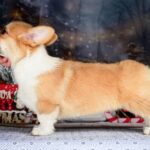 Dreama-female-Corgi-puppy-for-sale-1