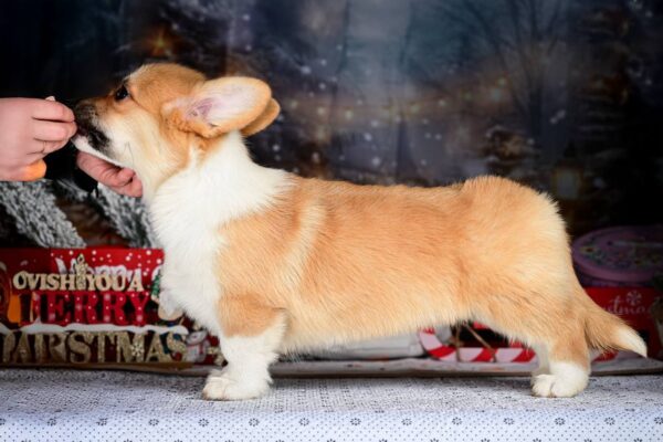 Dreama Welsh Corgi Dreama Welsh Corgi