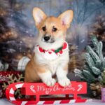 Dreama-female-Corgi-puppy-for-sale-2