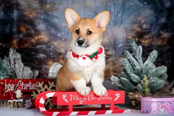 Dreama Welsh Corgi Dreama Welsh Corgi