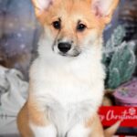 Dreama-female-Corgi-puppy-for-sale-3