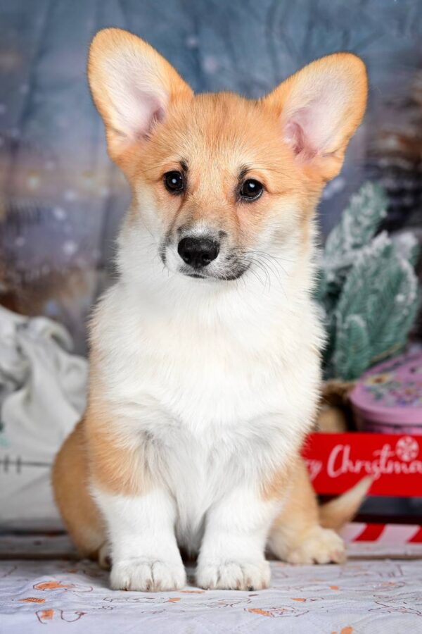 Dreama Welsh Corgi Dreama Welsh Corgi