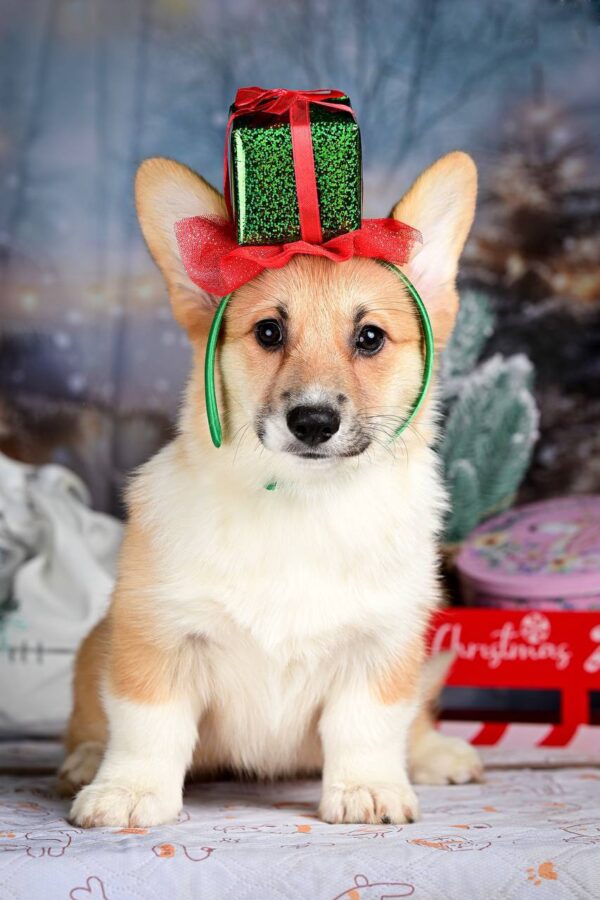 Dreama Welsh Corgi Dreama Welsh Corgi