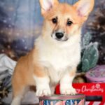 Dreama-female-Corgi-puppy-for-sale-5