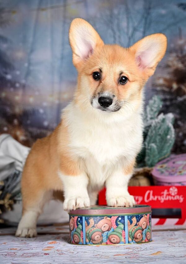 Dreama Welsh Corgi Dreama Welsh Corgi