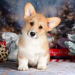 Dublin-male-Corgi-puppy-for-sale-1