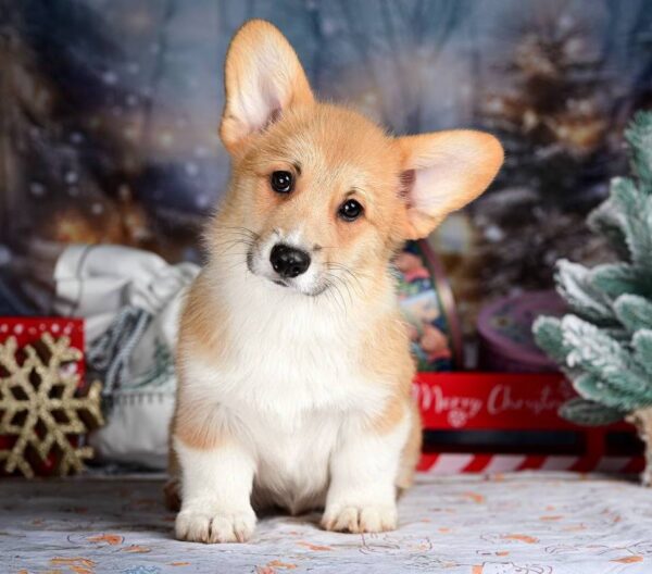 Dublin Welsh Corgi Dublin Welsh Corgi