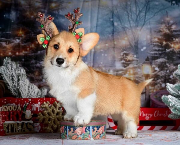 Dublin Welsh Corgi Dublin Welsh Corgi