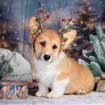Dublin-male-Corgi-puppy-for-sale-3