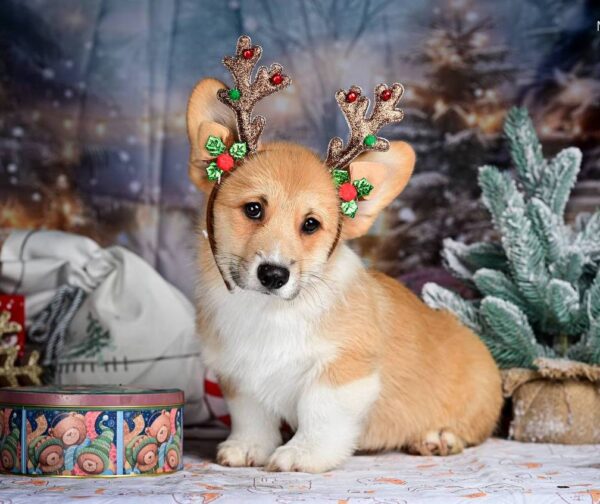 Dublin Welsh Corgi Dublin Welsh Corgi