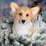 Dublin-male-Corgi-puppy-for-sale-4