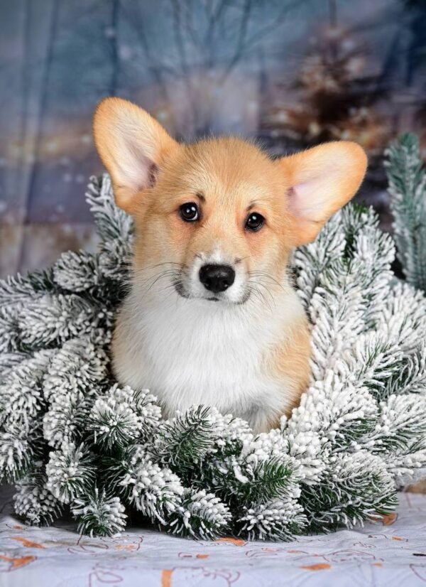 Dublin Welsh Corgi Dublin Welsh Corgi