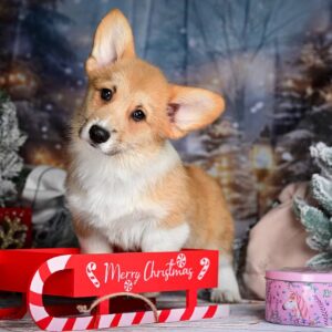 Dublin Welsh Corgi Dublin Welsh Corgi