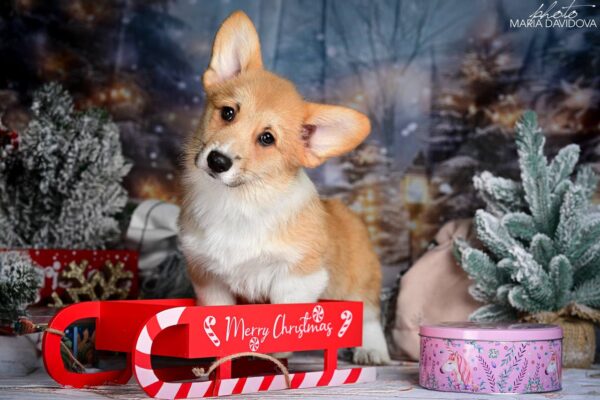 Dublin Welsh Corgi Dublin Welsh Corgi