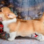Dublin-male-Corgi-puppy-for-sale-6