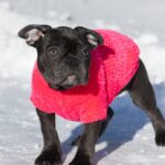 Dulcinea-female-french-bulldog-puppy-for-sale-1 (1)