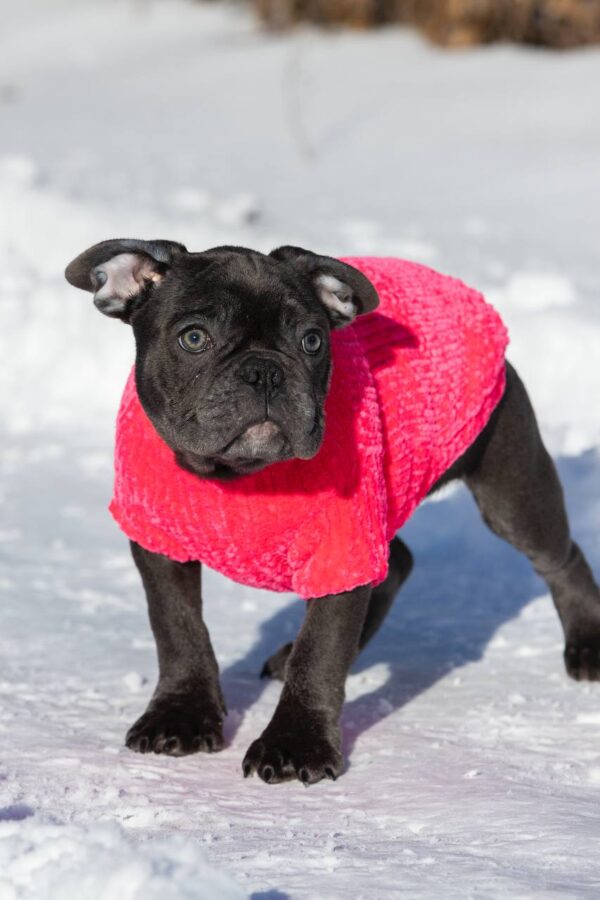 Dulcinea French Bulldog Dulcinea French Bulldog