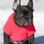 Dulcinea-female-french-bulldog-puppy-for-sale-1 (2)
