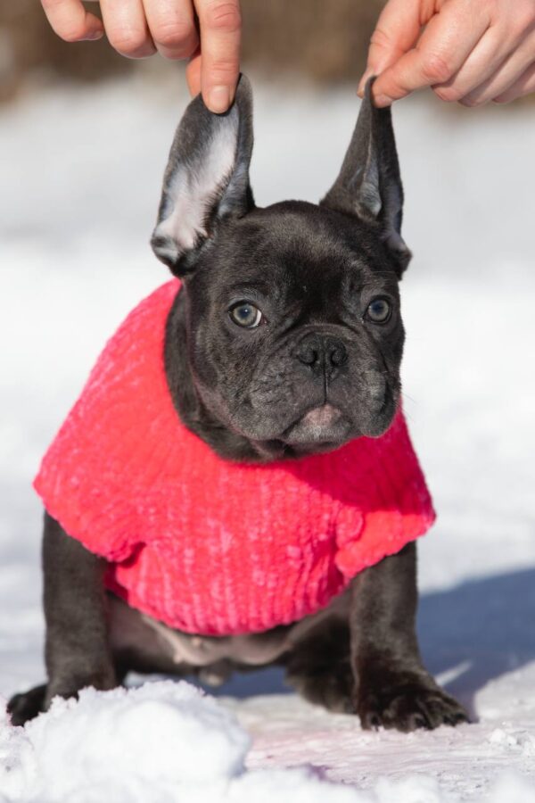 Dulcinea French Bulldog Dulcinea French Bulldog