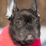 Dulcinea-female-french-bulldog-puppy-for-sale-1 (3)