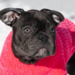 Dulcinea-female-french-bulldog-puppy-for-sale-1 (4)