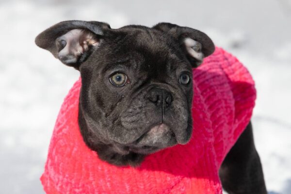 Dulcinea French Bulldog Dulcinea French Bulldog