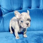 Duna-female-French-bulldog-puppy-for-sale-1
