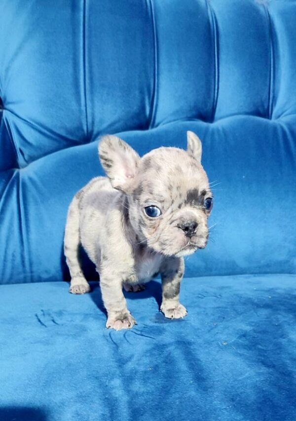 Duna French Bulldog Duna French Bulldog