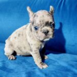 Duna-female-French-bulldog-puppy-for-sale-2