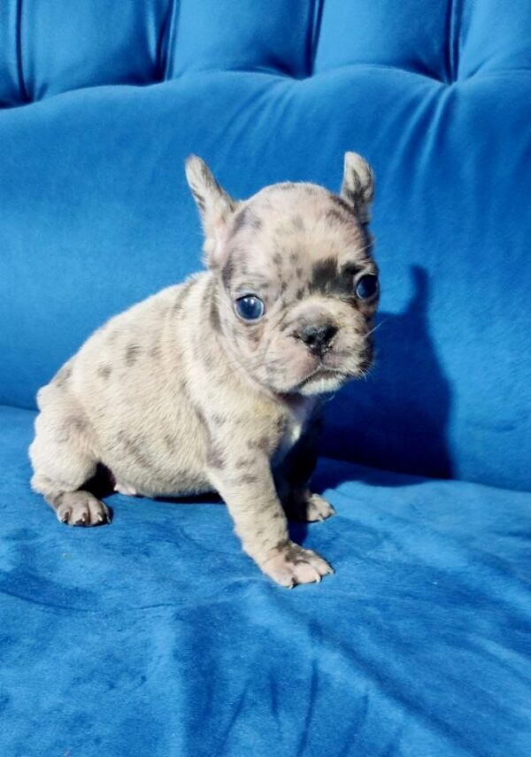 Duna French Bulldog Duna French Bulldog